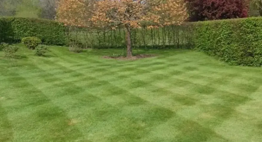 Tree & Plant Care
